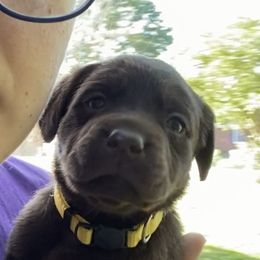 Labradoodle and Labrador Retriever Puppies from Moore than Dogs