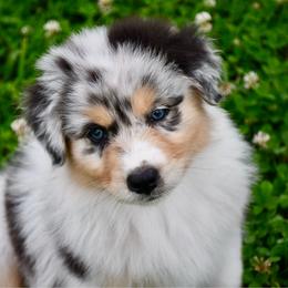 Bumble - Blue merle male Australian Shepherd puppy in Kirksville, Missouri from BellSharps Australian Shepherds