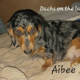 Aibee - Dachshund