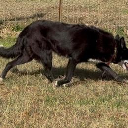 Eva - Border Collie