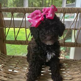 Little Miss Tater Tot - Chocolate female Goldendoodle puppy in Camden, North Carolina from Oopsie Doodles of NC