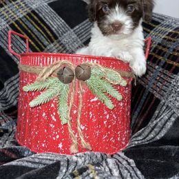 Boy 3 - Havanese puppy in Belleville, Arkansas from Hippiehavs