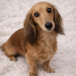 Sutton - Dachshund