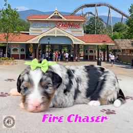 FireChaser - Blue merle female Bernedoodle puppy in Banner Elk, North Carolina from Walnut Tree Bernedoodles