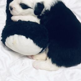 Old English Sheepdog Puppies from Bumblebears Old English Sheepdogs