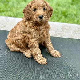 Goldendoodle Puppies from Amazing Grace Doodles