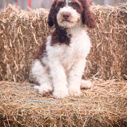Boy 1 - Brown and white male Bernedoodle puppy in Montrose, Michigan from Livy’s Doodles