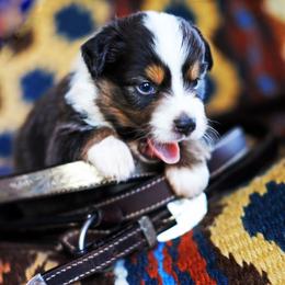Boy 3 - male Australian Shepherd puppy in Paola, Kansas from Tiz Ranch