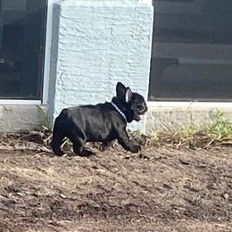 French Bulldog Puppies from Diamond Shores French Bulldogs