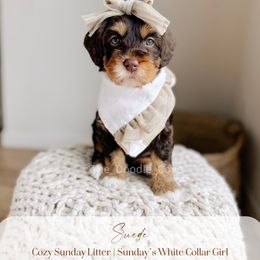 Australian Labradoodle and Goldendoodle Puppies from The Doodle Cove