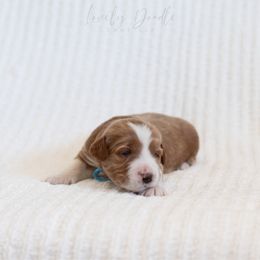 Aqua Collar Girl - Caramel female Australian Labradoodle puppy in Thousand Oaks, California from Lovely Doodle Lane