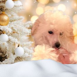 Poodle Puppies from Donna's Pups