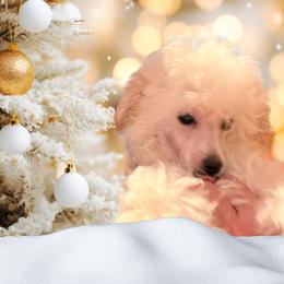 Poodle Puppies from Donna's Pups