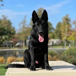 German Shepherds from Working Line Czech/East German Shepherds and French Bulldogs
