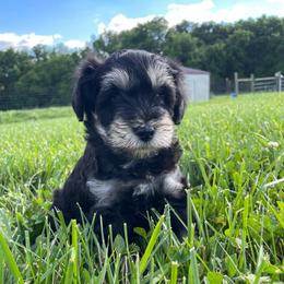 Captain - Silver male Schnoodle puppy in Lathrop, Missouri from RR Schnoodles