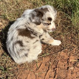 Miniature Australian Shepherd Puppies from Mini Aussies In Texas