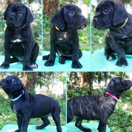 Cane Corso puppies from Harlow Cane Corso