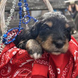 Poppy - Black phantom female Aussiedoodle puppy in Kings Mountain, North Carolina from Champion Farms Doodles