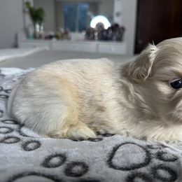 Shih Tzu All Grown Up from Horacio Basulto's Shih Tzu