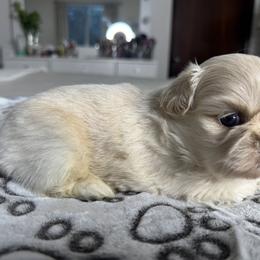 Shih Tzu All Grown Up from Horacio Basulto's Shih Tzu
