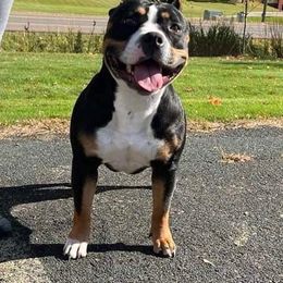 American Bullies from Fairway Bullies