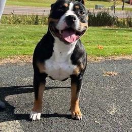 American Bullies from Fairway Bullies
