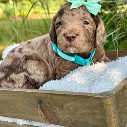 Mint - Merle female Goldendoodle puppy in Hesperia, Michigan from Red Acres Poodles & Doodles