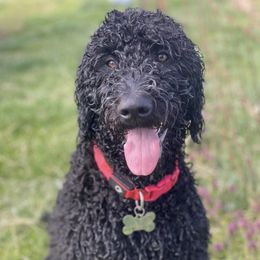 Goldendoodles from Waggin Country Doodles