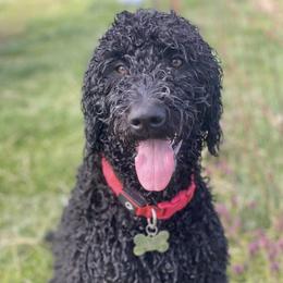 Goldendoodles from Waggin Country Doodles