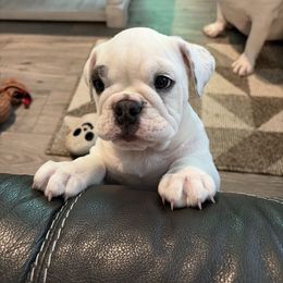 Luna - White female Bulldog puppy in Tremonton, Utah from Snuggle Pups