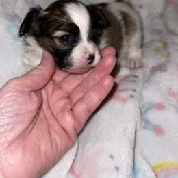 Bumble - Red white and sable female Papillon puppy in Bradyville, Tennessee from Pinnacle Papillons