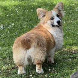 Baxter - Pembroke Welsh Corgi