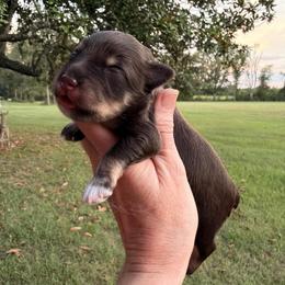 Prada - Liver female Miniature Schnauzer puppy in Silver Creek, Mississippi from Mamie’s Minis, LLC