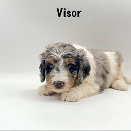 Visor - Merle male Goldendoodle puppy in Milford, Pennsylvania from Doodles Are Golden