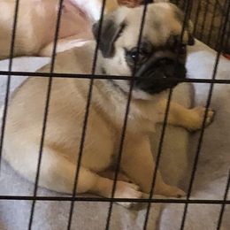 Toby - Fawn male Pug puppy in Leland, North Carolina from JR’s Pugs