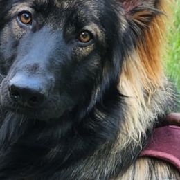 German Shepherds from Breton gsd