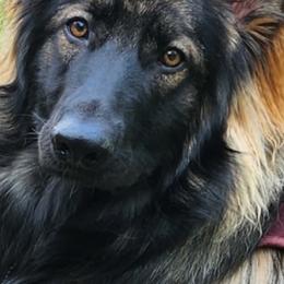 German Shepherds from Breton gsd