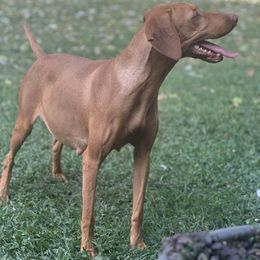 Girl 5th pick - Golden rust female Vizsla puppy in Boaz, Alabama from MountainTop Vizslas