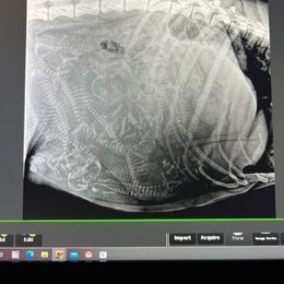 Great Dane Puppies from BkB’s House of Danes