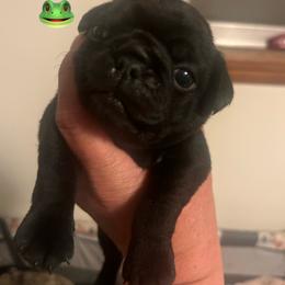 'Toad' Black boy 1 - Black male Pug puppy in Onalaska, Washington from Cupid’s Pugs