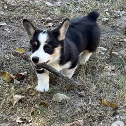 Pembroke Welsh Corgi Puppies from S7 Corgis and Chaos