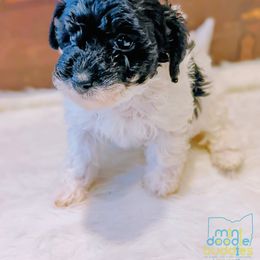 Girl 1 - Goldendoodle puppy in Ohio from Mini Doodle Buddies