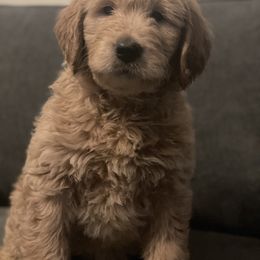 Goldendoodle Puppies from RKay K9s