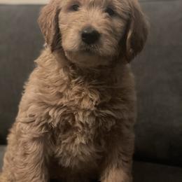 Goldendoodle Puppies from RKay K9s
