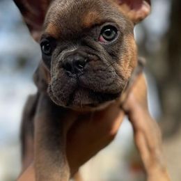 French Bulldogs from The Most High LLC