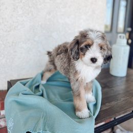 Aussiedoodle and Bernedoodle Puppies from High Desert Doodles