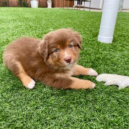 TIANA - Red tri-color female Australian Shepherd puppy in Hayward, California from Grissom’s Aussies