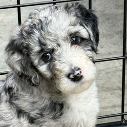 Patsy - Blue merle female Aussiedoodle puppy in Florence, Alabama from Cypress Forrest Doodles