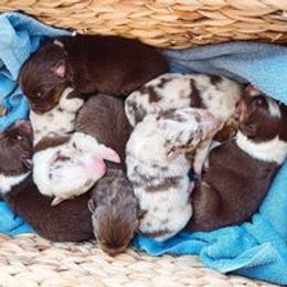Australian Shepherd Puppies from Nina Huggin's Australian Shepherds