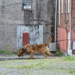 Sherlock - Bloodhound
